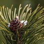 snail on the grass